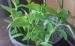 В Константиновке в продаже появилась рассада овощей
