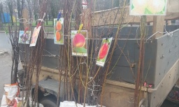 
В Константиновке в продаже появились саженцы и клубника
