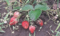 
В Константиновке начался сезон клубники, но цены стабильно высокие
