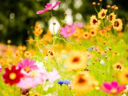 Синоптики обещают, что лето в Украине закончится не по календарю и еще не скоро