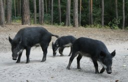 В ландшафтном парке &laquo;Клебан-Бык&raquo; продолжается мор диких кабанов