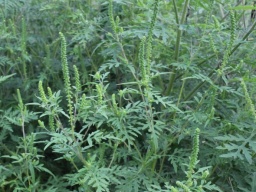 Врач рассказал, как уберечься от аллергии на амброзию