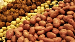 Снижение урожая картофеля в 2015 г. вызовет взлет цен &mdash; эксперт.