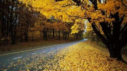 Погода на 5 ноября: в Украине &ndash; без осадков, до + 16