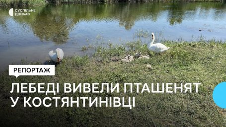 Лебеді вивели шість пташенят на водоймі у Костянтинівці Донецької області