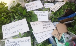 
В Константиновке продают много рассады: Где купить дешевле
