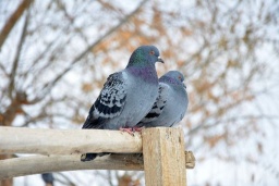 Синоптик: 1 марта будет ветрено и местами дождливо