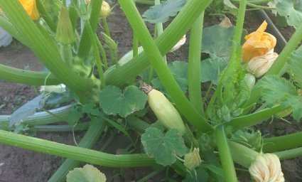 Дачница из Константиновки советует, как бороться с вредителями растений домашними средствами