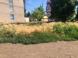 Городские &laquo;джунгли&raquo;: Константиновка зарастает бурьяном