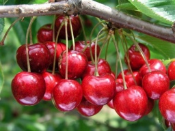 
В Украине могут уничтожить часть урожая фруктов и бахчевых культур
