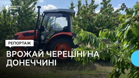 Урожай черешни в одном из самых больших садов на Донетчине