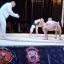Спортсмены из Константиновки получили медали чемпионата Украины по сумо и завоевали путевки в Европу 0