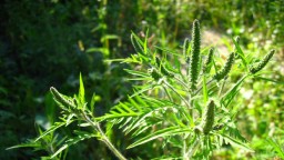 Амброзия - враг аллергиков и агрария, захватил Константиновский район