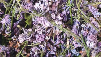 Сухая сирень упаковка 50 грамм